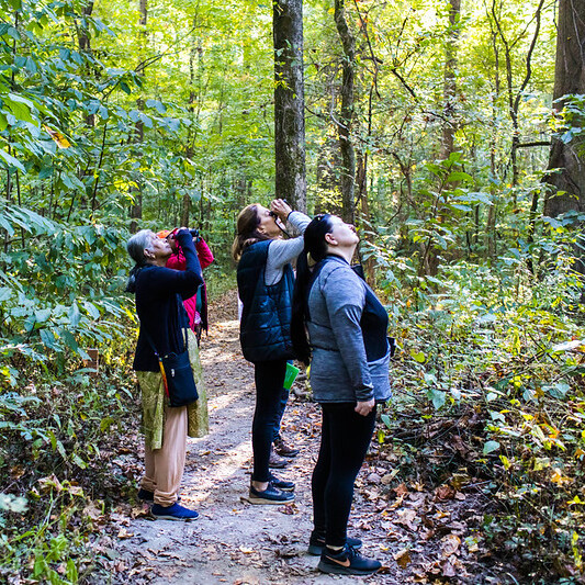 Birding Basics - logo